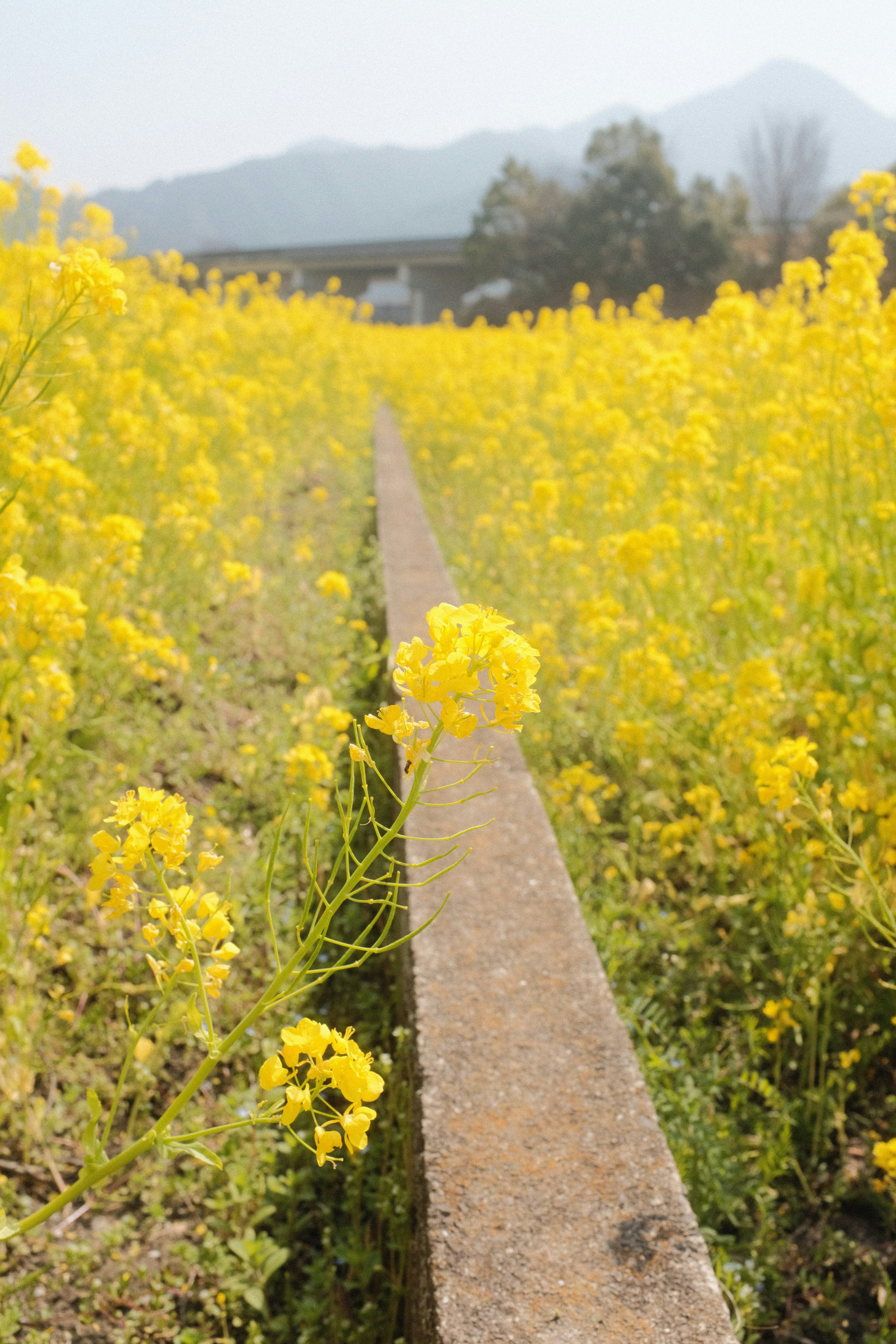 yellow flower field during daytime